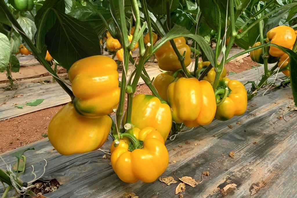 Hệ thống tưới cho cây ớt chuông Năng Suất Cao