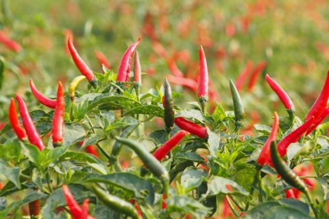 Hệ thống tưới cho cây ớt Năng suất cao