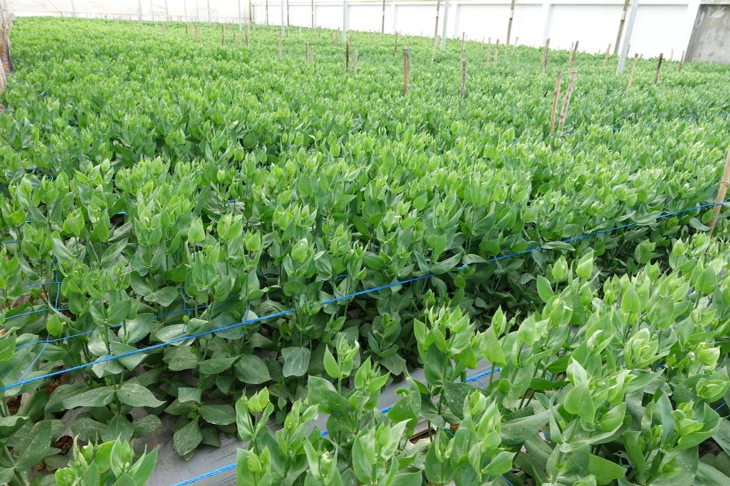 Hệ thống tưới cho cây hoa cát tường năng suất cao