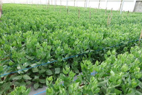 Hệ thống tưới cho cây hoa cát tường năng suất cao