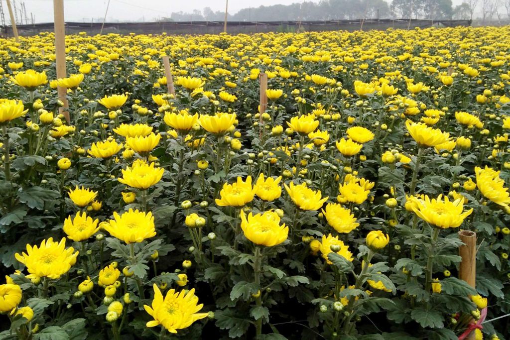 Hệ thống tưới cho cây hoa cúc năng suất, bông to