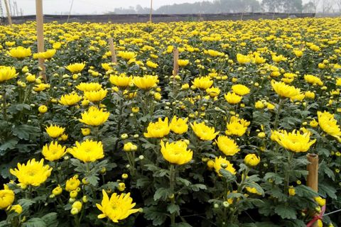 Hệ thống tưới cho cây hoa cúc năng suất, bông to