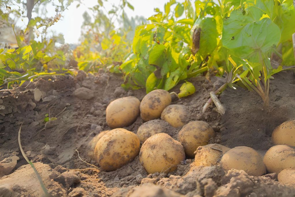 Hệ thống tưới cho khoai tây: Củ to đều, Năng suất Vượt trội