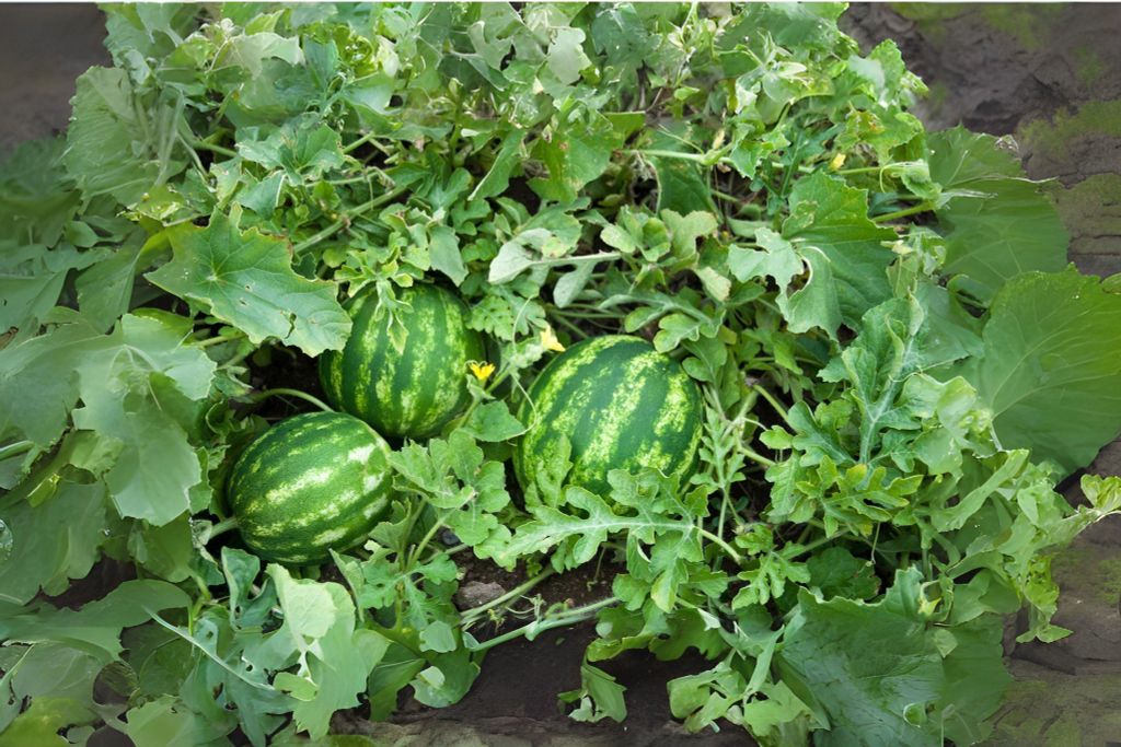 Hệ thống tưới cho cây dưa hấu năng suất cao