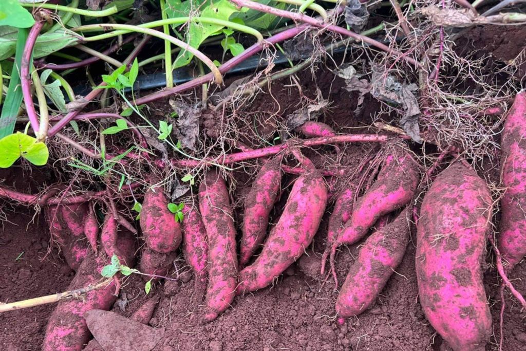 Hệ thống tưới cho khoai lang năng suất cao, củ to đều