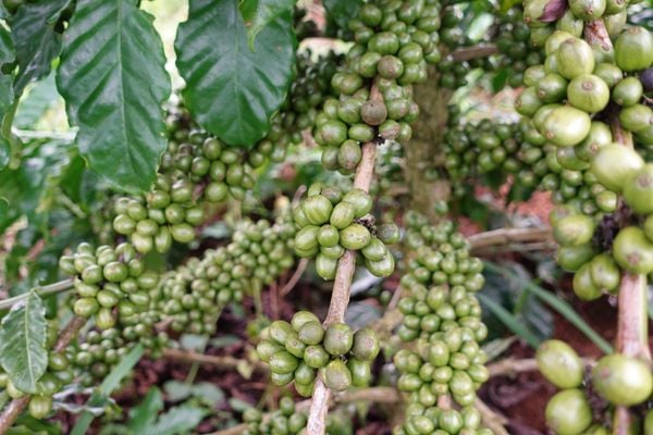 Hệ Thống Tưới Cho Cây Cà Phê Chuyên Nghiệp & Đột Phá Bền Vững