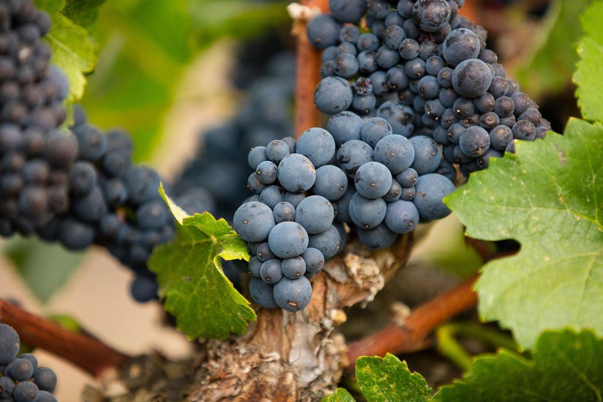 Vì Sao Cùng Một Giống Nho Nhưng Rượu Vang Lại Có Vị Khác Nhau?