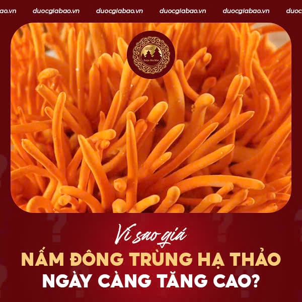 Vì sao giá nấm đông trùng hạ thảo ngày càng tăng cao?