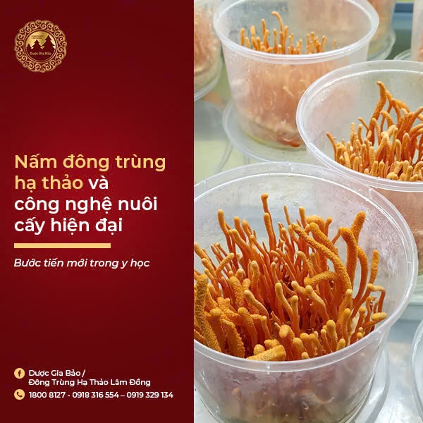 Nấm đông trùng hạ thảo và công nghệ nuôi cấy nấm hiện đại