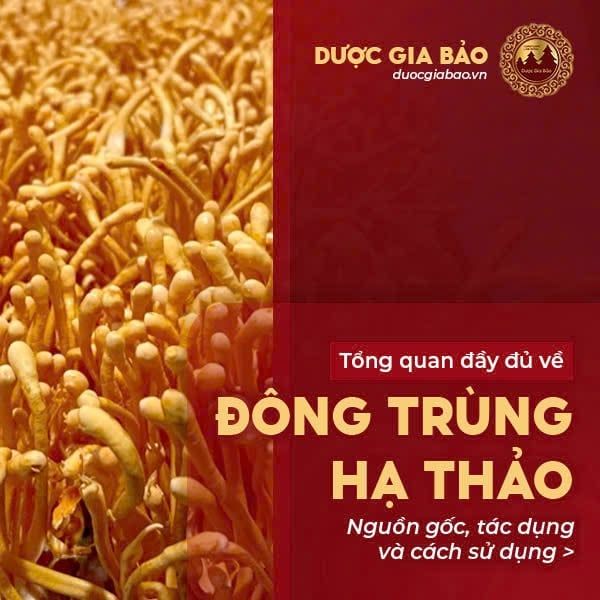Tổng quan về nấm đông trùng hạ thảo