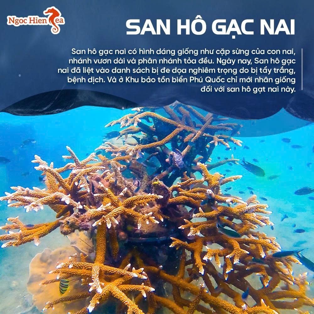 Khám Phá Rạn San Hô Qua Tour Đi Bộ Dưới Biển Đảo Ngọc