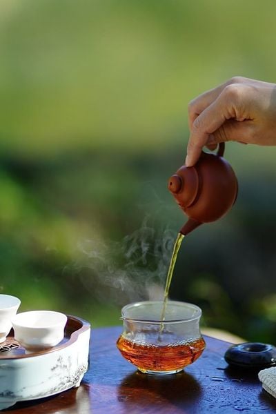 trà shan tuyết, trà shan tuyết cổ thụ, hồng trà shan tuyết