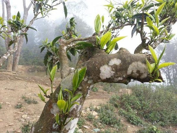 bạch trà shan tuyết, bạch trà shan tuyết Hà Giang, lợi ích của bạch trà, trà shan tuyết, bạch trà shan tuyết Tây Côn Lĩnh