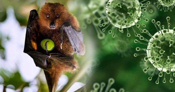 VIRUS NIPAH: HIỂU ĐÚNG ĐỂ BÌNH TĨNH – CHỦ ĐỘNG BẢO VỆ SỨC KHỎE