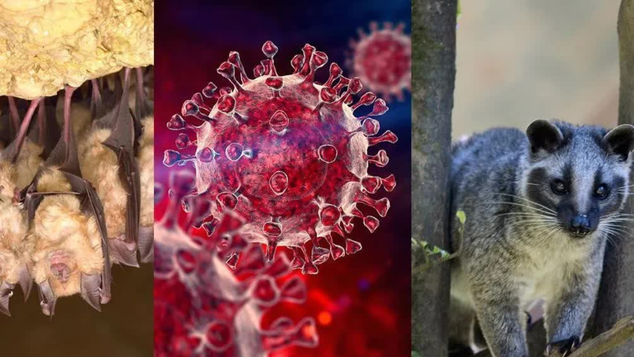 Phát hiện nhóm virus corona mới ở dơi có khả năng lây nhiễm sang người