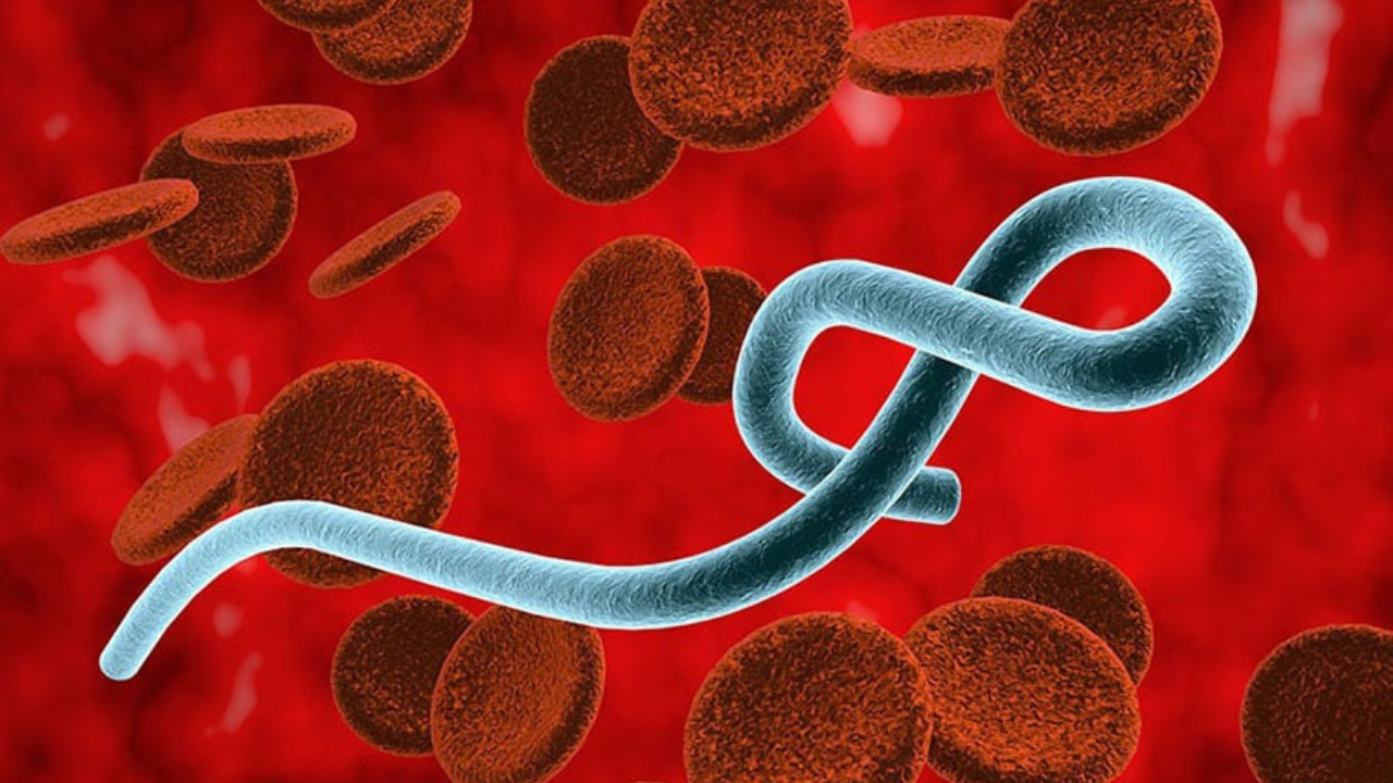 WHO cảnh báo dịch Ebola bùng phát, TP.HCM ra thông báo mới