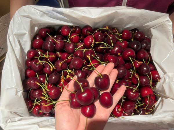 Quả Anh Đào – “Ngôi Sao Mùa Tết 2026”: Giá, Mùa Vụ & Cách Chọn Cherry Ngon