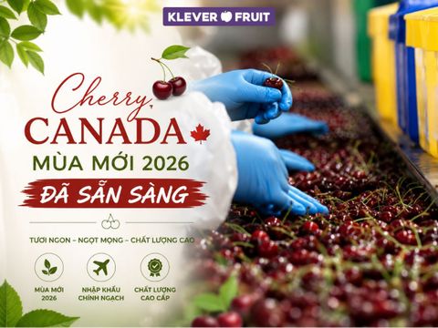 Cherry Canada Mùa Mới 2026 Đã Sẵn Sàng – Thông Tin Mới Nhất Từ Nhà Vườn Jealous Fruits