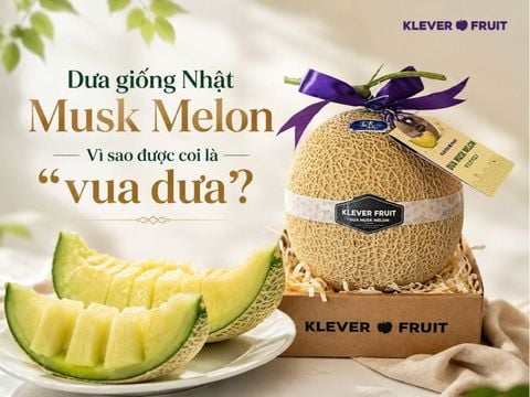 Dưa Giống Nhật Musk Melon: Vì sao được coi là “vua dưa”?