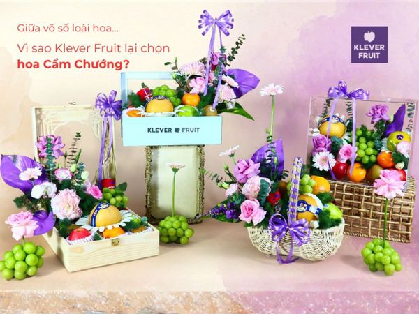 Tại Sao Hoa Cẩm Chướng Trở Thành Lựa Chọn Hoàn Hảo Cho 