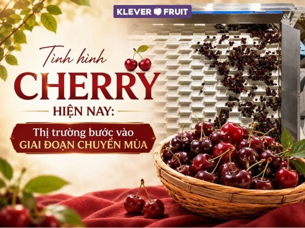 Tình hình Cherry hiện nay: Thị trường bước vào giai đoạn chuyển mùa
