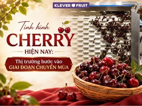Tình hình Cherry hiện nay: Thị trường bước vào giai đoạn chuyển mùa