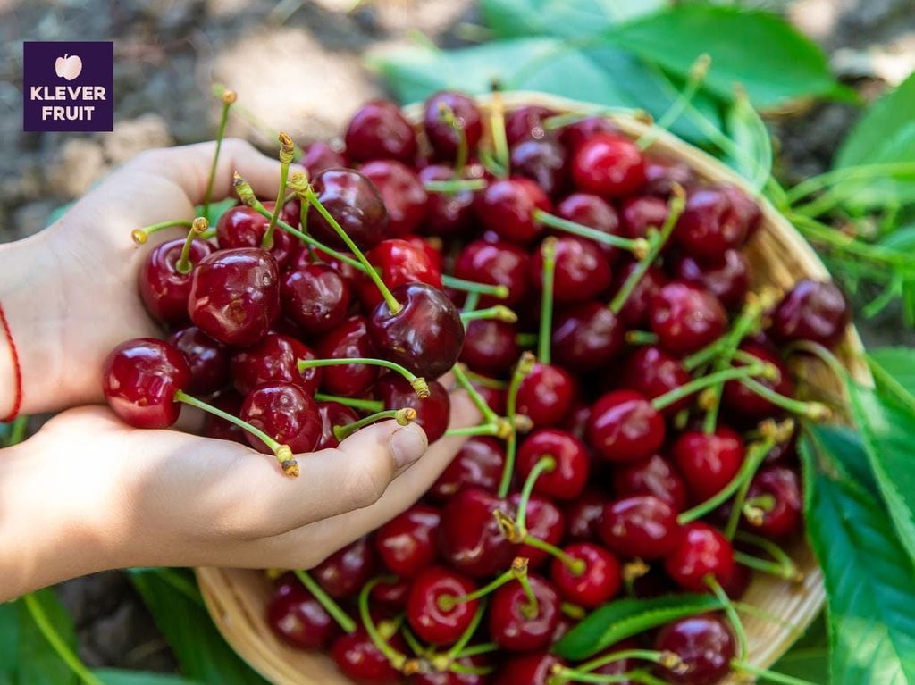 Top 3 Lý Do Nên Mua Cherry Washington Mỹ Thời Điểm Hiện Tại