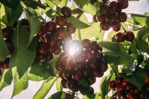 Những trái Cherry Mỹ chín mọng sắp được thu hái