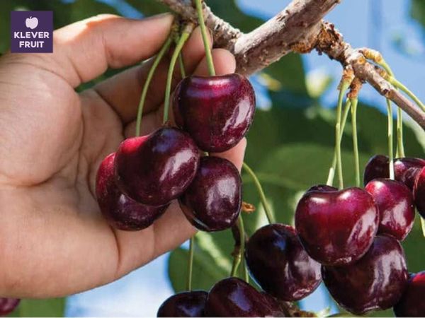 Những trái Cherry Canada được thu hái bằng tay từng quả, đảm bảo chất lượng theo tiêu chuẩn cao nhất của Klever Fruit