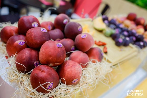 Dấu ấn Klever Fruit tại Asia Fruit Logistica 2026: Stonefruit In The Spotlight