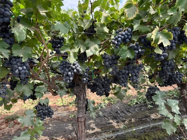 nho đen không hạt Mỹ chủng Adora