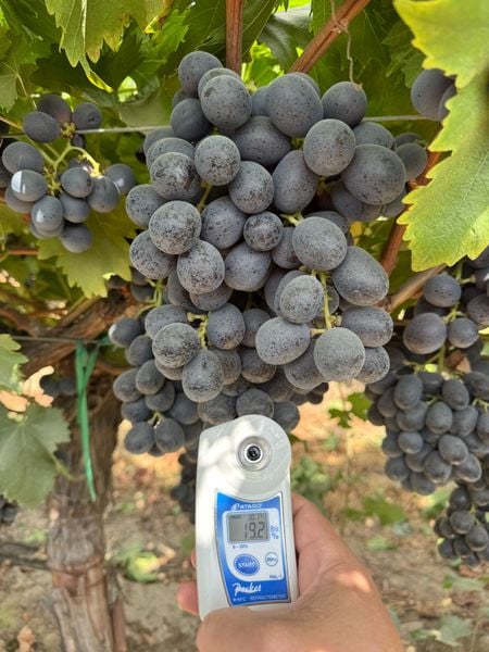 nho đen không hạt Mỹ chủng Adora