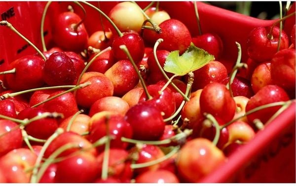 Cherry Vàng Mỹ quý hiếm với độ ngọt vượt trội