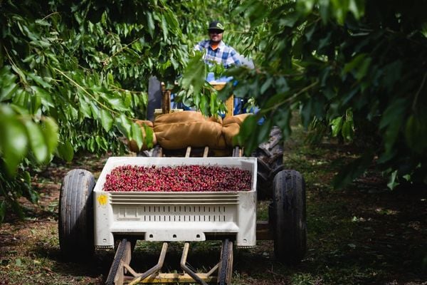 Nông sản Mỹ tại Klever Fruit luôn đạt chất lượng cao nhờ quy trình canh tác nghiêm ngặt