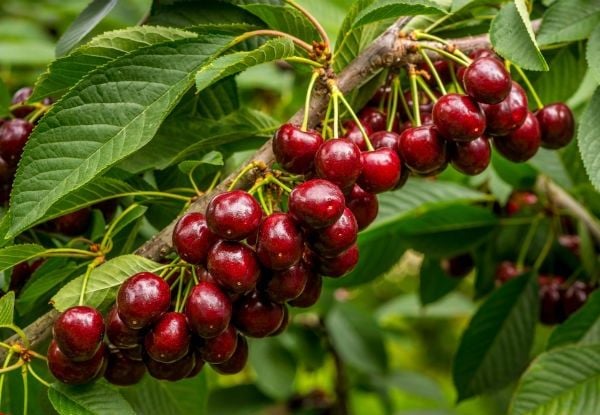 vườn cherry hữu cơ
