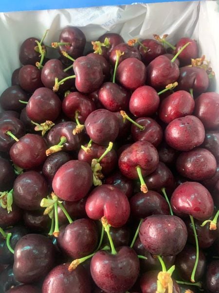 Cherry Number One Mỹ của Klever Fruit