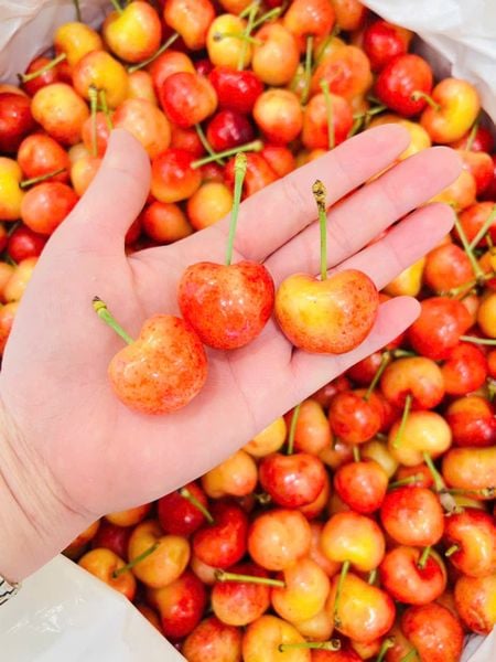 Cherry Vàng Mỹ cao cấp tại Klever Fruit