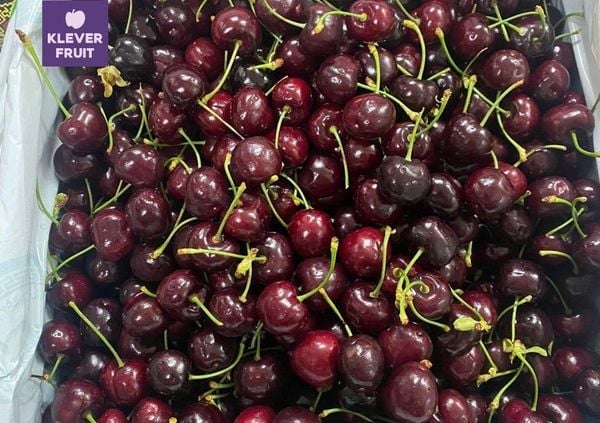 Những giống cherry đỏ đã quen thuộc với người dùng Việt Nam