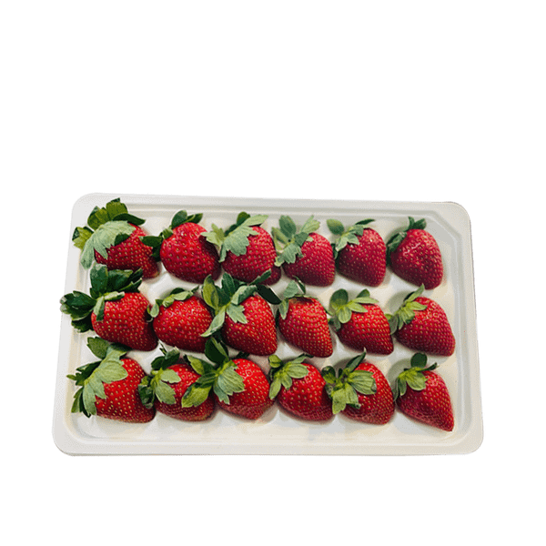 Dâu Tây Giống Nhật Tochiotome – Hương Vị Cân Bằng, Giá Thành Hợp Lý