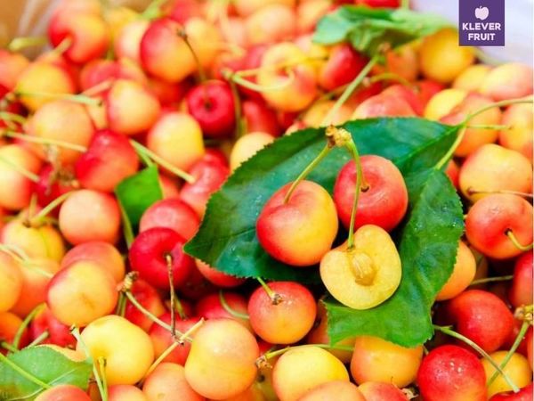Phân biệt Cherry vàng và Cherry đỏ: Loại nào ngon hơn và phù hợp với bạn?