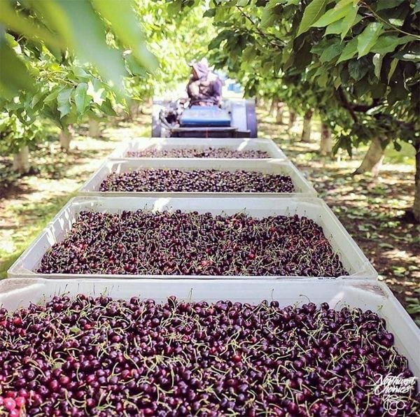 Top 05 Chủng Cherry Mỹ Ngon Nhất – Bạn Đã Biết Chưa?