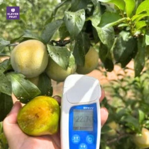 Mận siêu ngọt úc