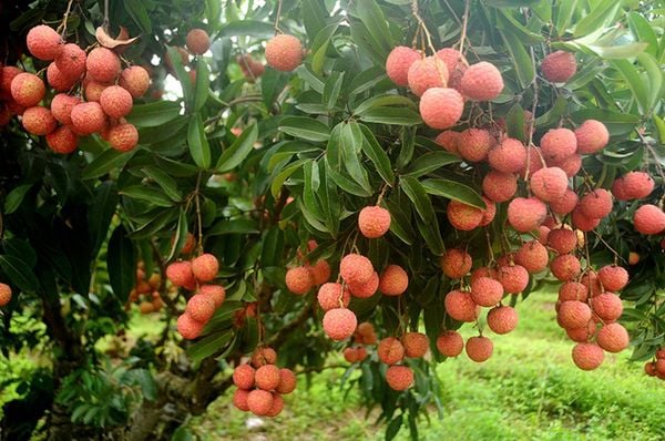 Mùa Vải Thiều Lục Ngạn chín mọng đã đến