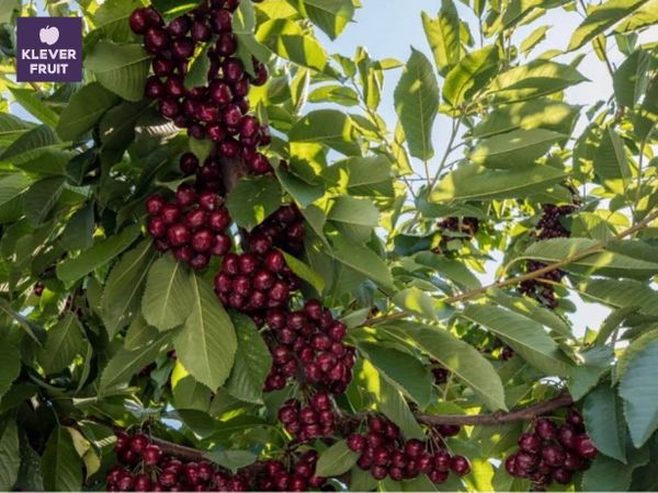 Mặc dù sản lượng bị ảnh hưởng, nhưng Cherry Canada xuất khẩu vẫn đạt chất lượng tốt