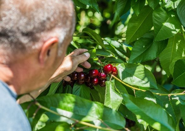 Cherry Mỹ được thu hái bằng tay, sau 48h đã có mặt tại Việt Nam