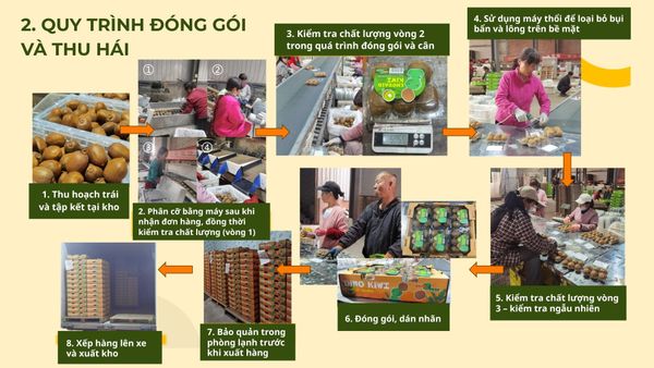 Quy trinh thu hoach va xuat khau Kiwi Xanh Sugarpop