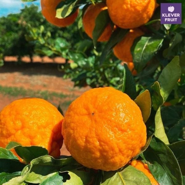 Quýt Summerina Úc – Vị Ngọt Sâu Tinh Tế Từ Xứ Sở Chuẩn Mực Trái Cây