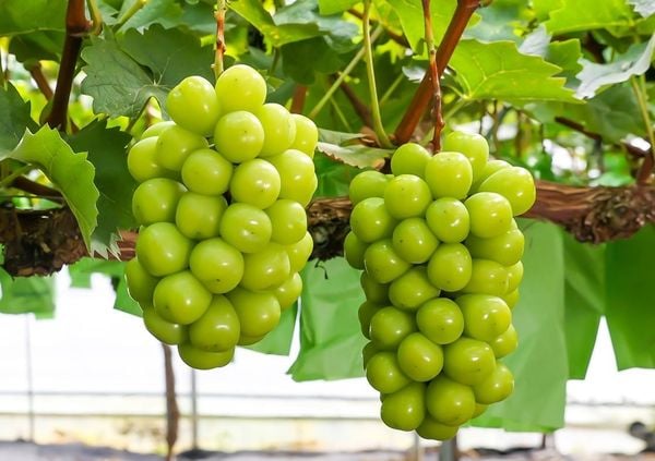 Nho Shine Muscat và Nho Kyoho Hàn Quốc: Nên Mua Loại Nào?