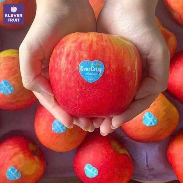 Táo Ever Crisp New Zealand - Ngọt Giòn, Tinh Tế | Klever Fruit