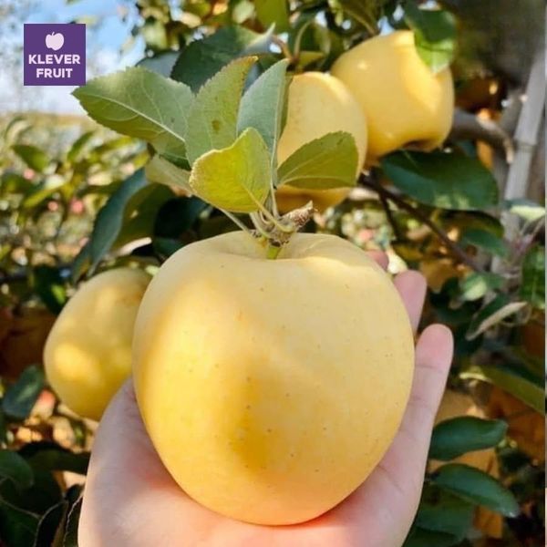 Trái Táo Vàng Kinsei Nhật Bản